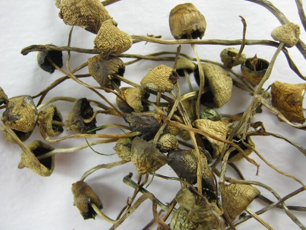 Buy Liberty Caps for sale